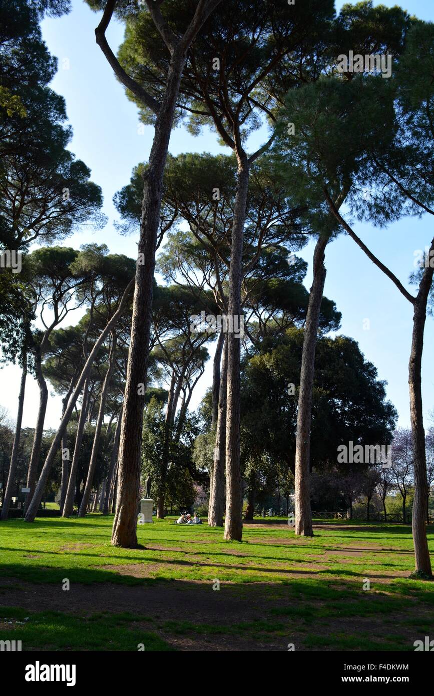 Pin Parasol arbres dans les jardins de la villa Borghèse à Rome, Italie  Photo Stock - Alamy