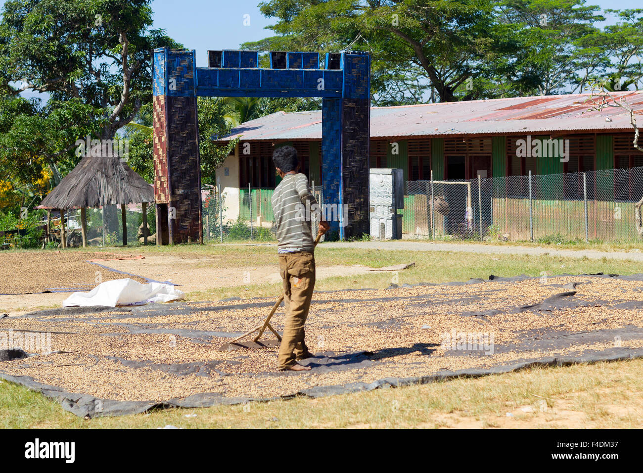 Liquica, Timor oriental - 22 juin 2012 : homme non identifié le séchage et le tri des baies de café rouge au Timor oriental Banque D'Images