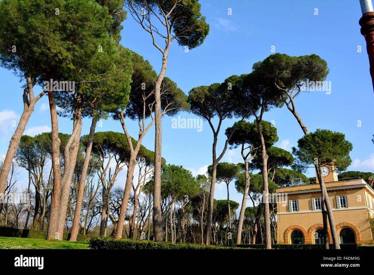 Pins dans Pierre Piazza di Siena dans les jardins de la Villa Borghèse à Rome Italie Banque D'Images