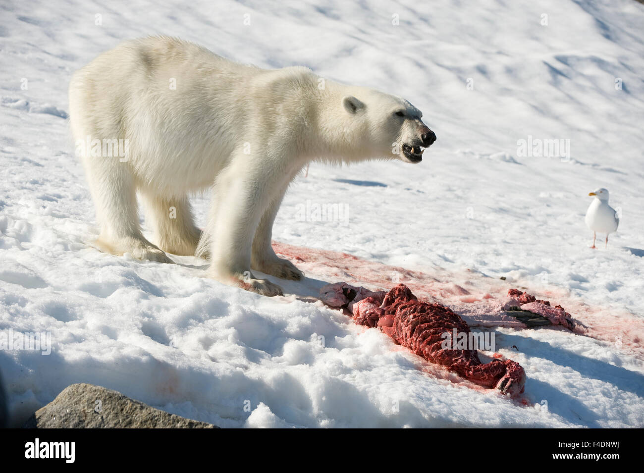 La Norvège, Spitzberg, Fuglefjorden. L'ours polaire (Ursus maritimus) adulte se nourrit de la carcasse d'un phoque barbu (Erignathus barbatus) capture des petits. Banque D'Images