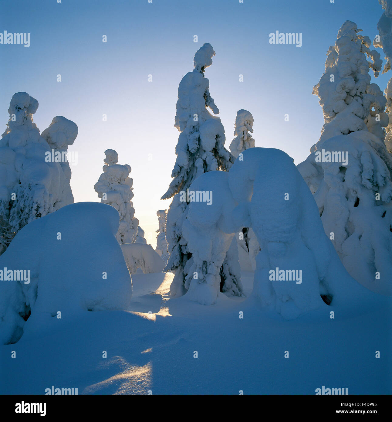 Arbres tha sont par la neige. Banque D'Images