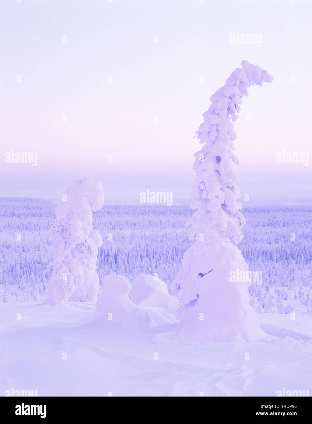 Vue sur la forêt en hiver. Banque D'Images