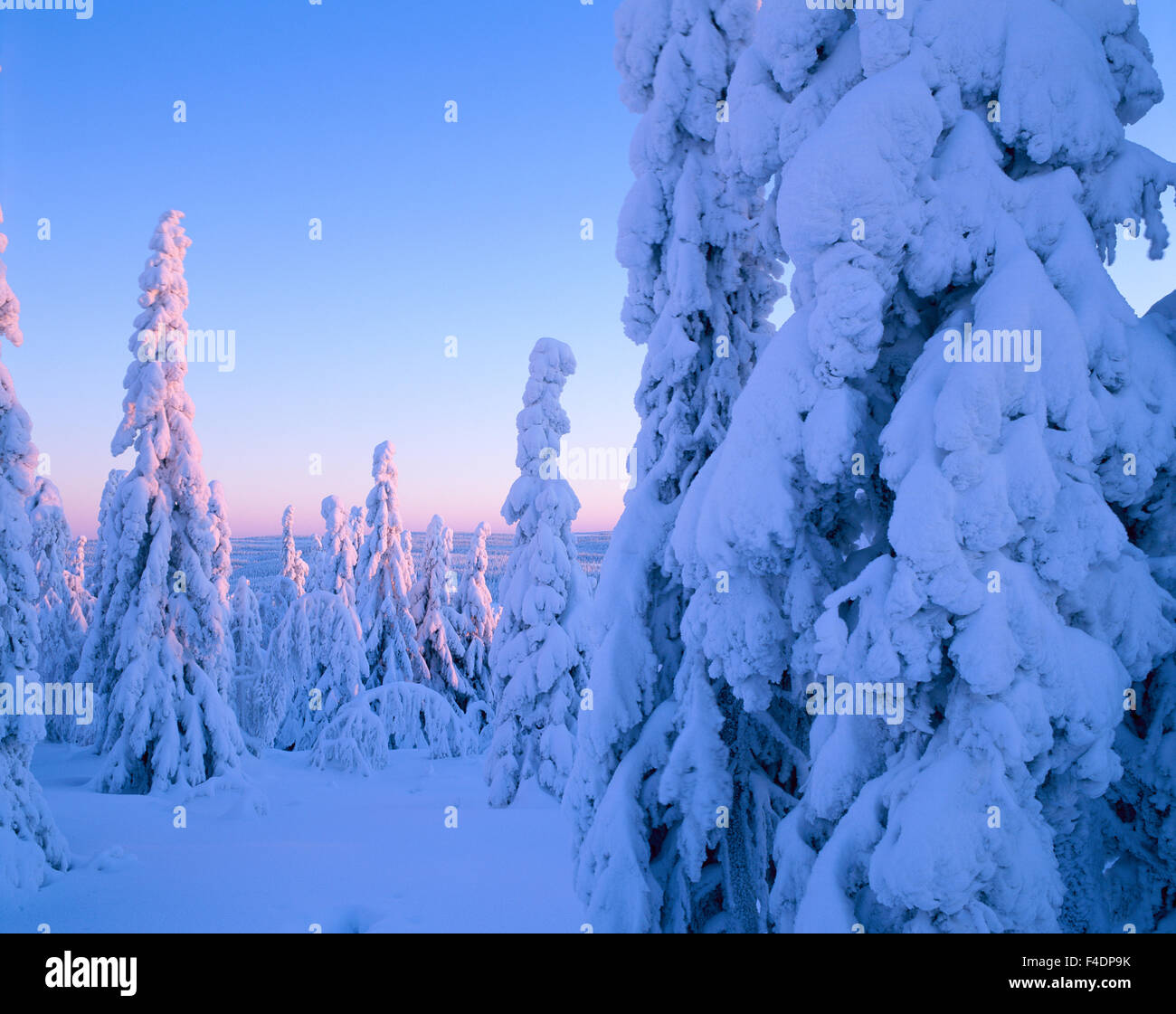 A neigé en épicéas. Banque D'Images