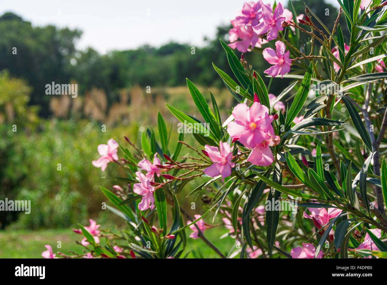 Oleander Arbuste Fleurs Rose Rose Avec Des Feuilles Le Nom