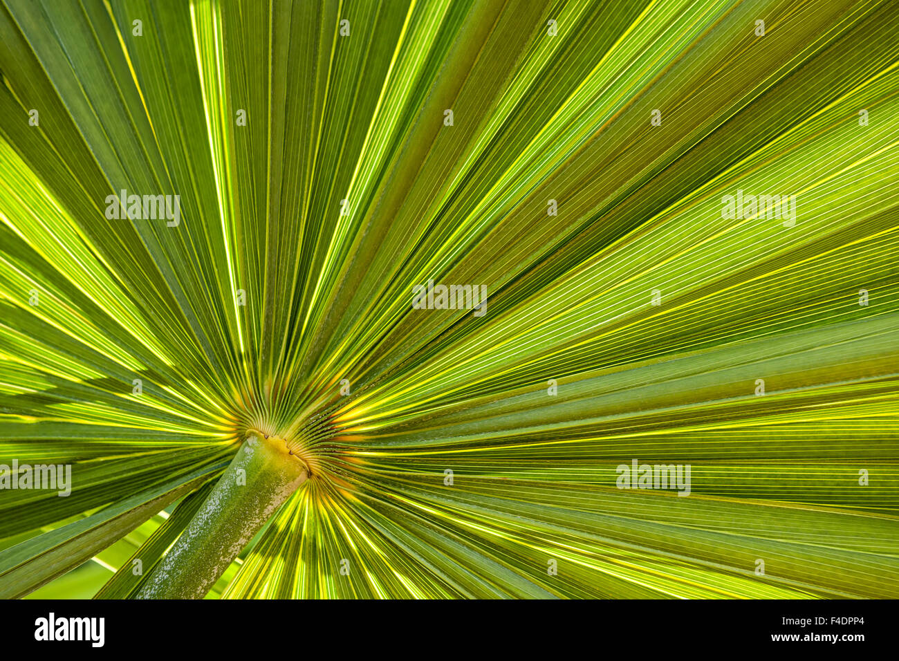 Gros plan sur green texture en feuille de palmier Banque D'Images