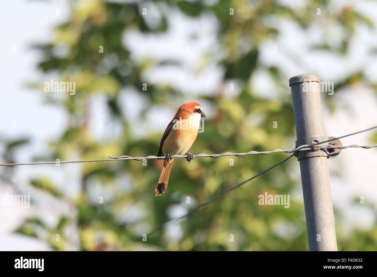 Pie-grièche brune (Lanius cristatus superciliosus) au Japon Banque D'Images