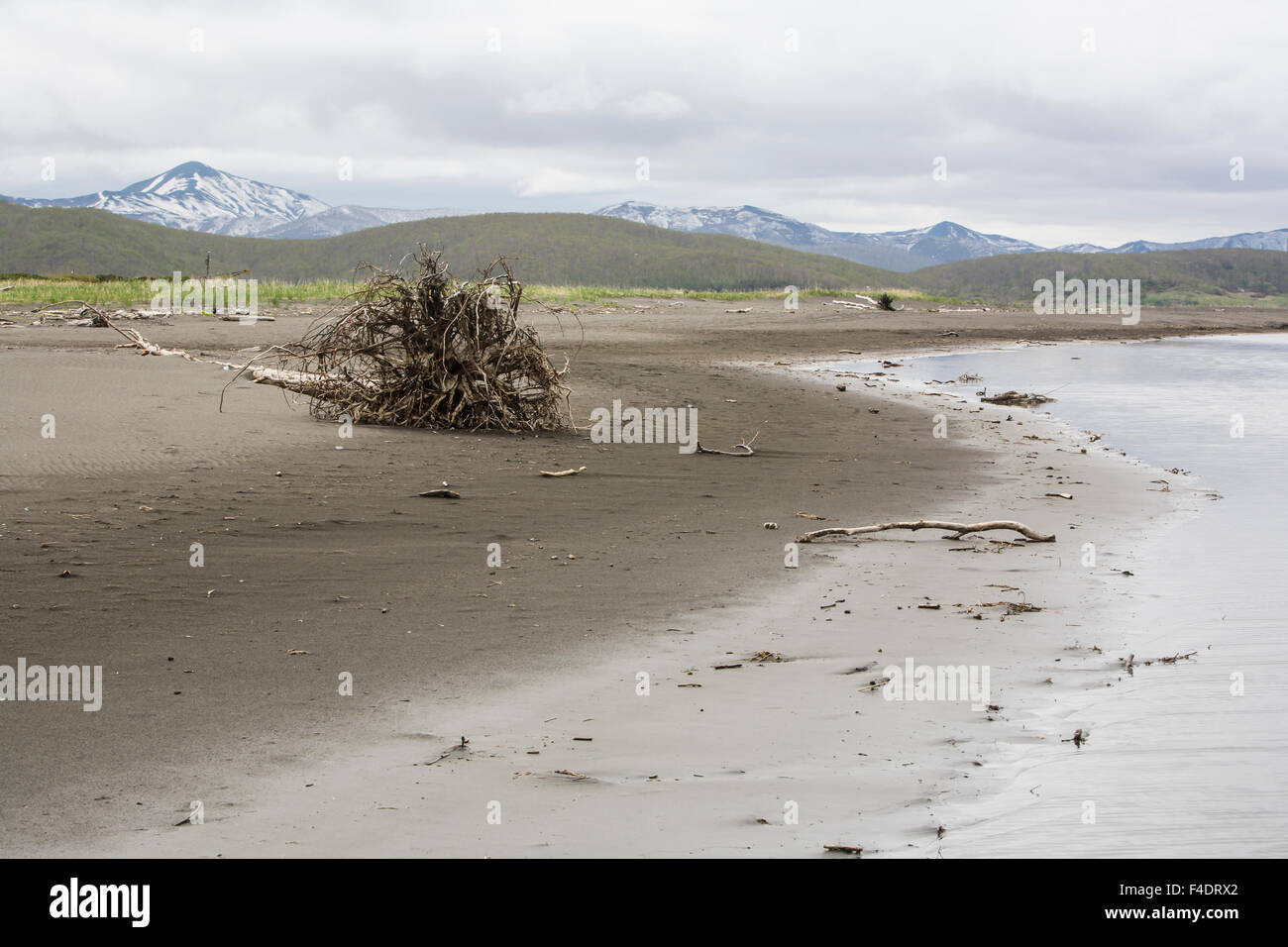 La Russie, Kamchatka, Zhupanova rivière, arbre déraciné on riverbank Banque D'Images