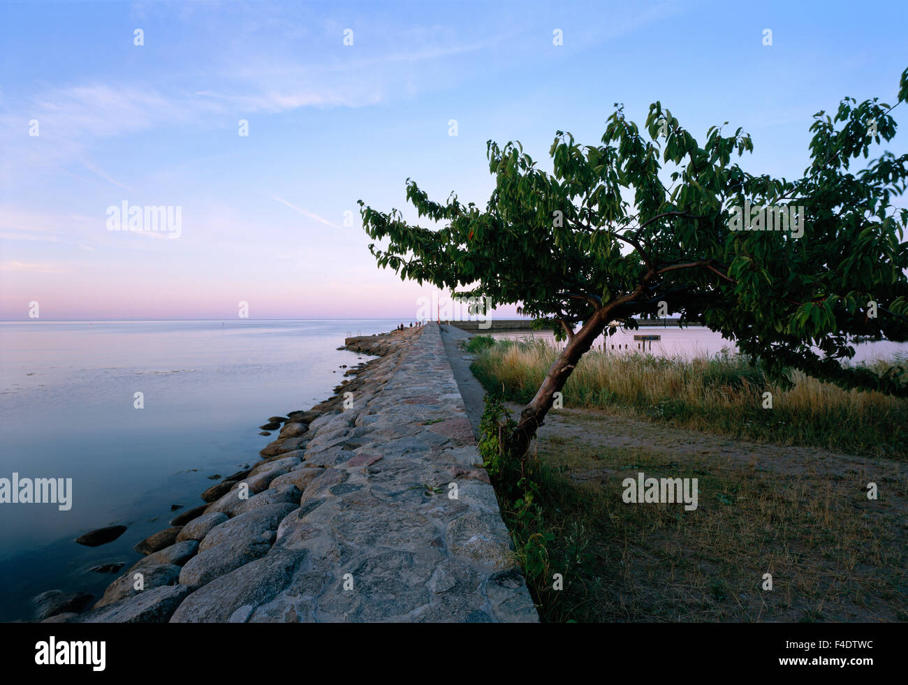 Un arbre près d'un mur par la mer. Banque D'Images Un arbre près d'un mur par la mer. Banque D'Images