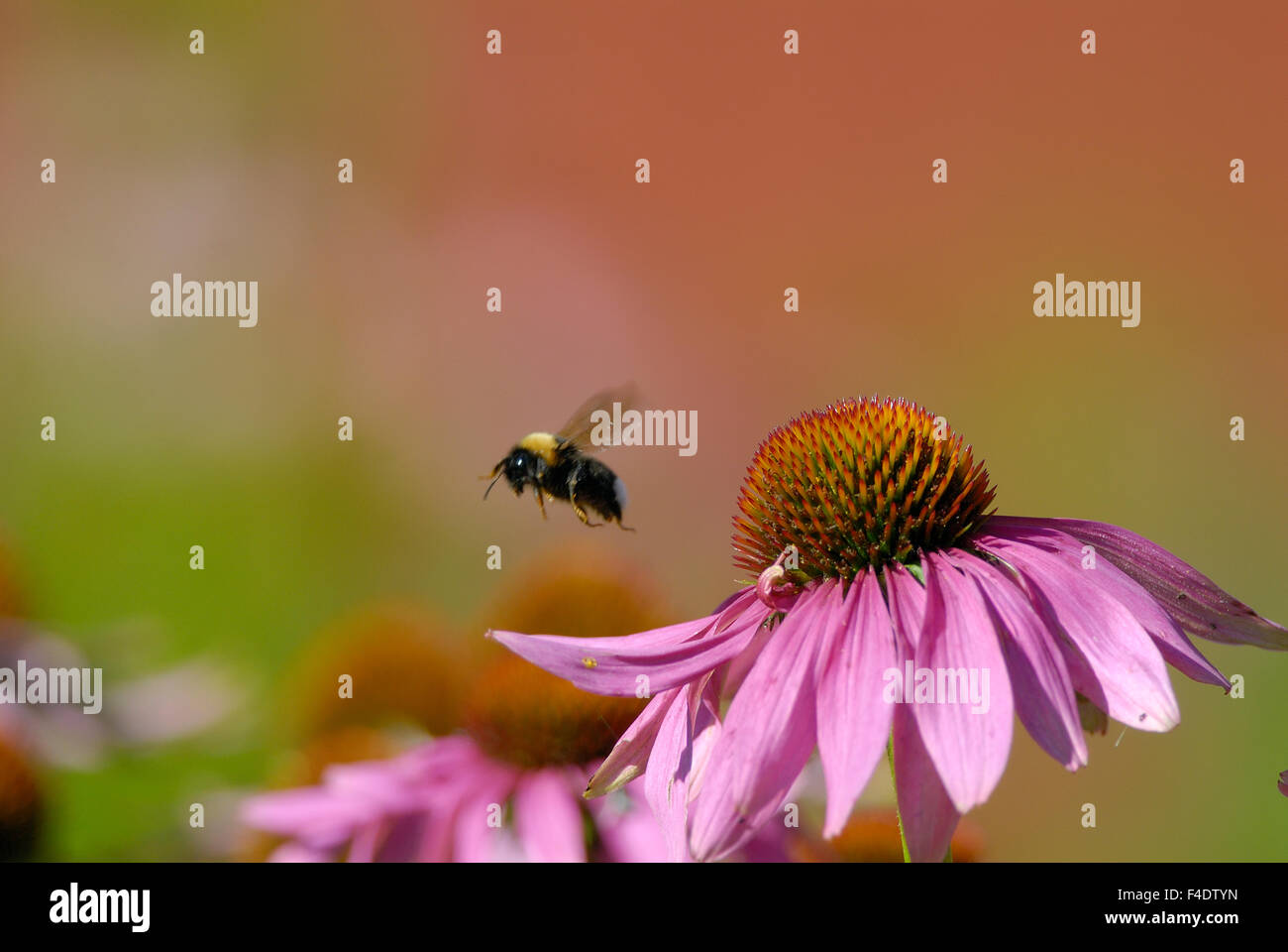 Bumblebee voler d'une fleur. Banque D'Images