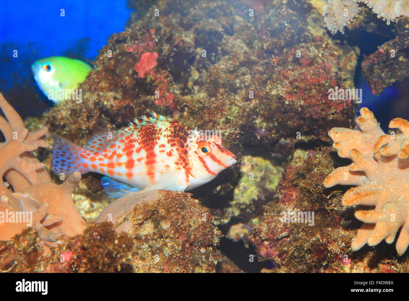 Dwarf hawkfish (Cirrhitichthys falco) au Japon Banque D'Images