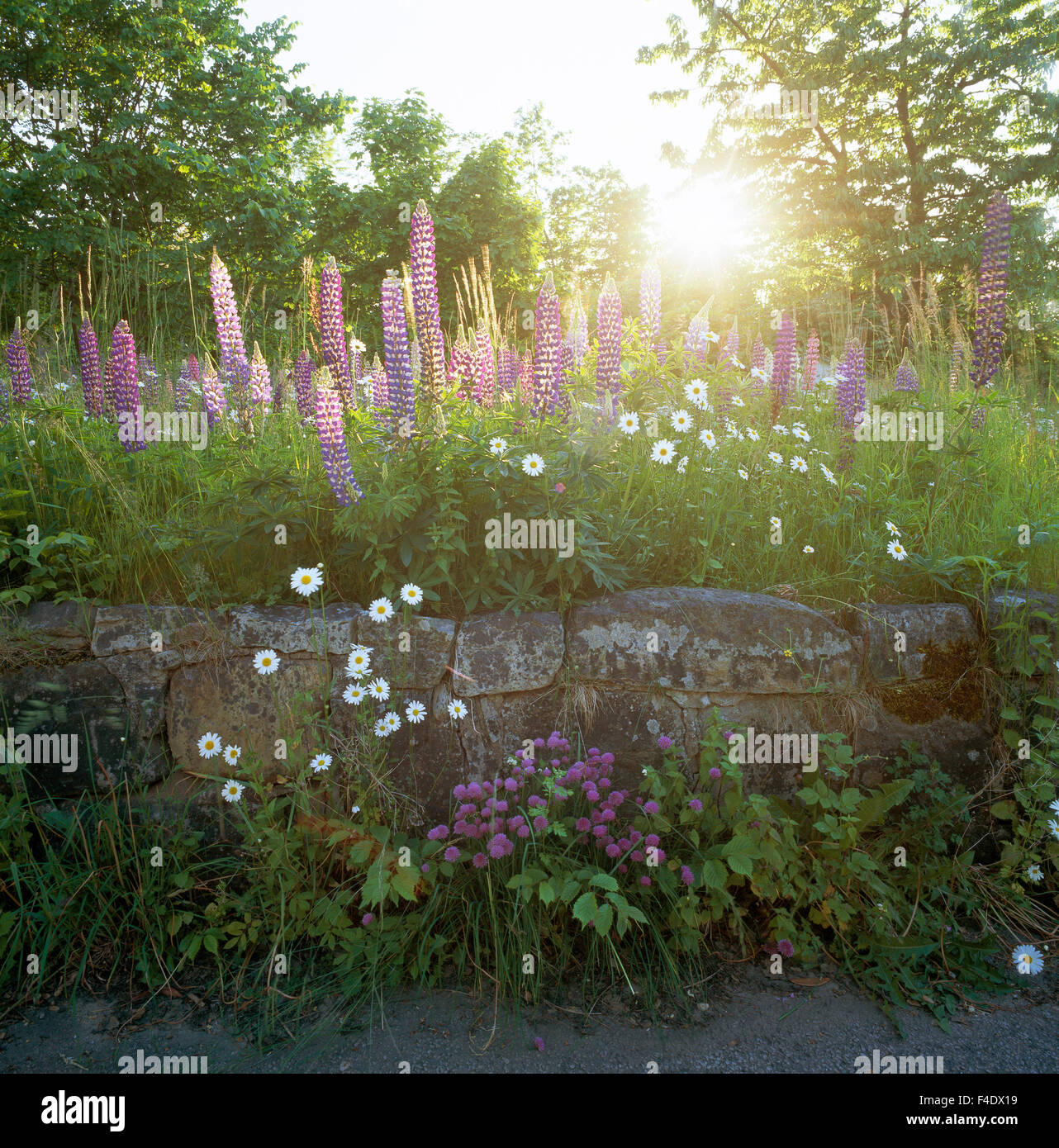 Fleurs à côté d'un mur de pierre. Banque D'Images Fleurs à côté d'un mur de pierre. Banque D'Images