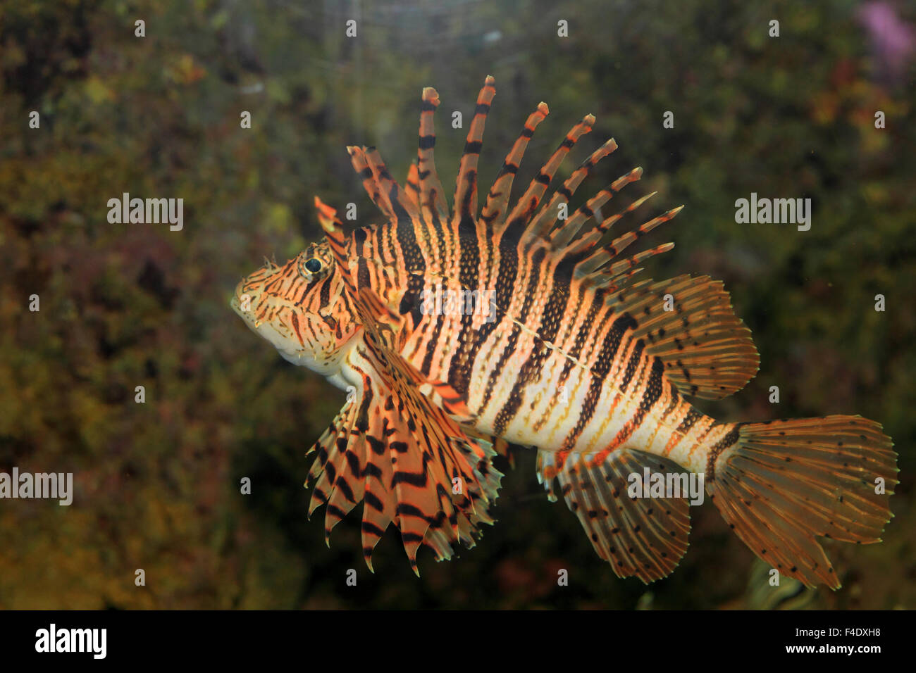 Poisson-papillon rouge (Pterois volitans) au Japon Banque D'Images