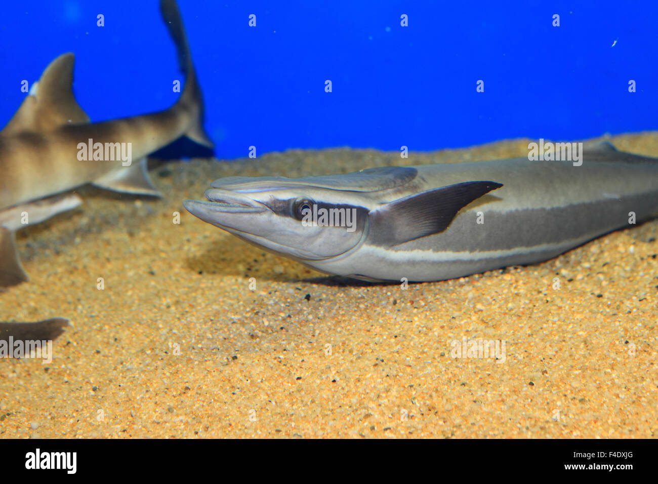 Echeneis naucrates sharksucker (live) au Japon Banque D'Images