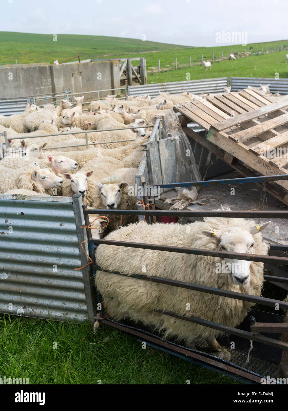 Tonte des moutons Shetland dans un enclos. C'est un traditionnel, hardy race de Les îles du nord de l'Écosse. Tailles disponibles (grand format) Banque D'Images