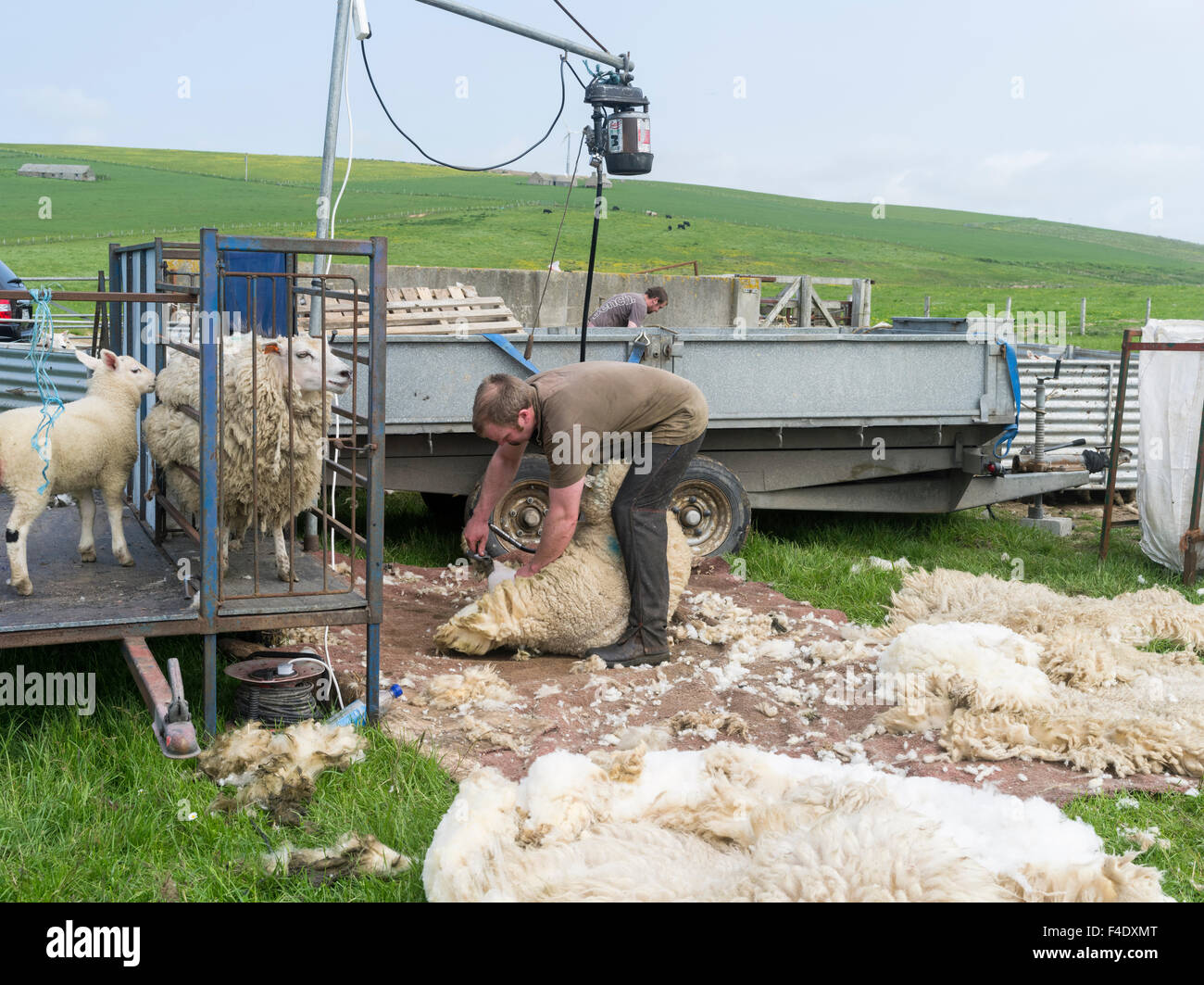 Tonte des moutons Shetland dans un enclos. C'est un traditionnel, hardy race de Les îles du nord de l'Écosse. Tailles disponibles (grand format) Banque D'Images