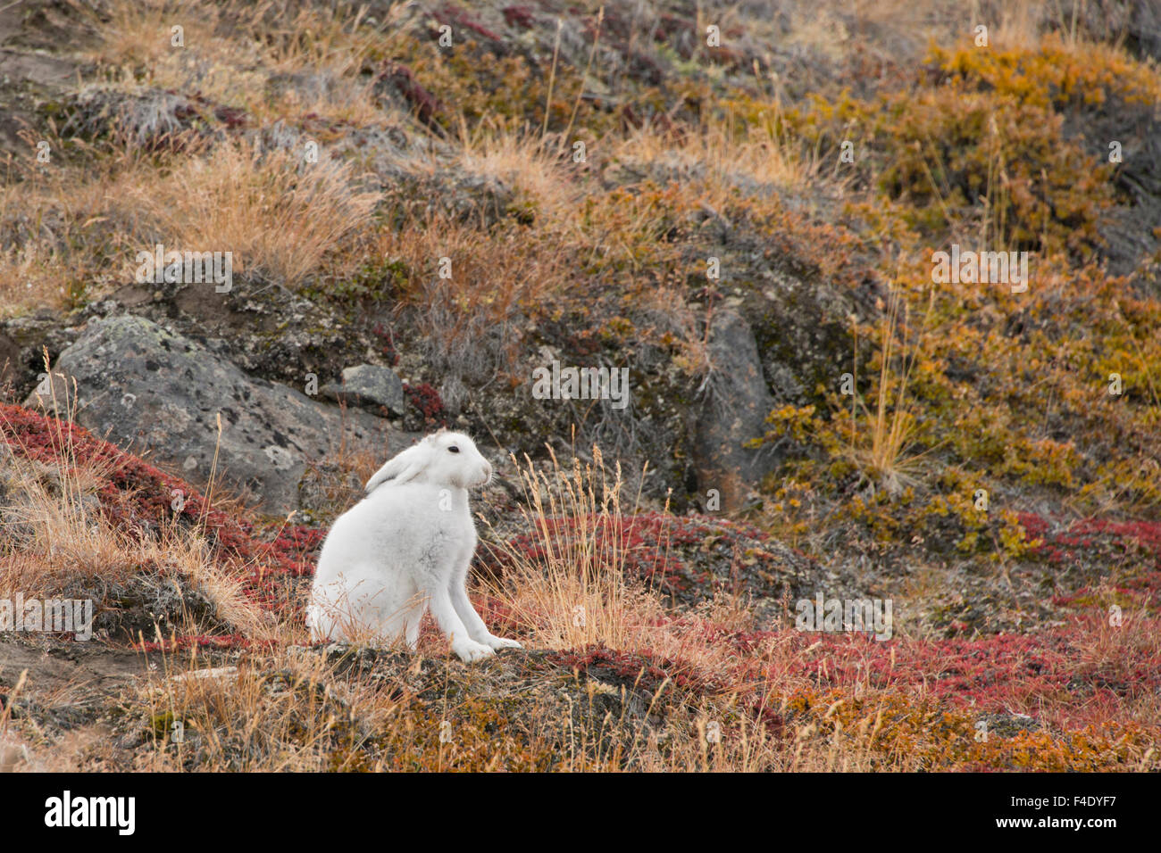 Le Groenland, Qeqqata, Kangerlussuaq (grand fjord) aka Sondrestrom. Lièvre  arctique (Lepus arcticus), aka lapin polaire couleur automne en habitat de  la toundra Photo Stock - Alamy