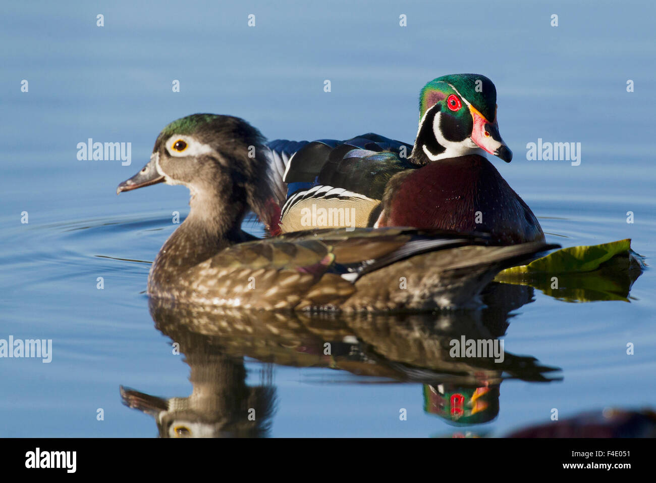 Paire de canards en bois Banque D'Images