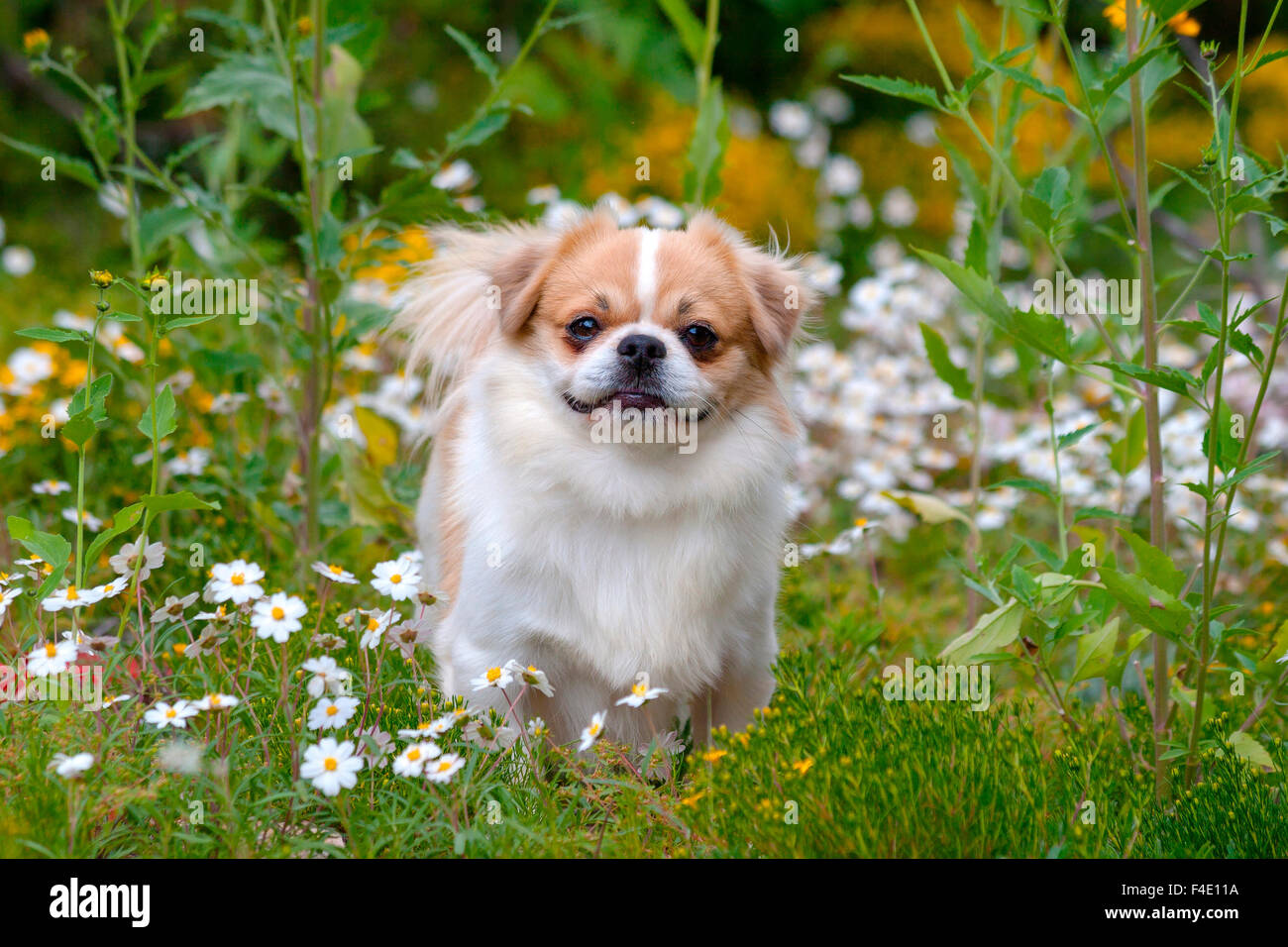 Tibetan Spaniel en fleurs (M. & PR) Banque D'Images