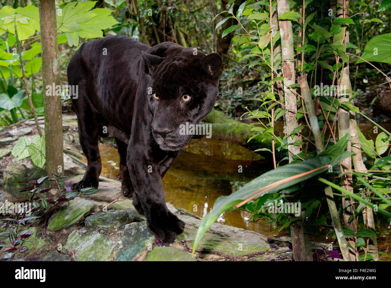 Belize, Belize City, Belize City Zoo. Panthère noire (Captive) Tailles disponibles (grand format). Banque D'Images