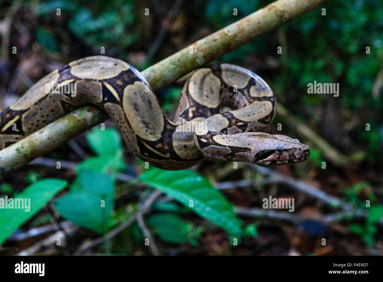 Cerf rouge Boa Constrictor en Amazonie, Pérou. Banque D'Images