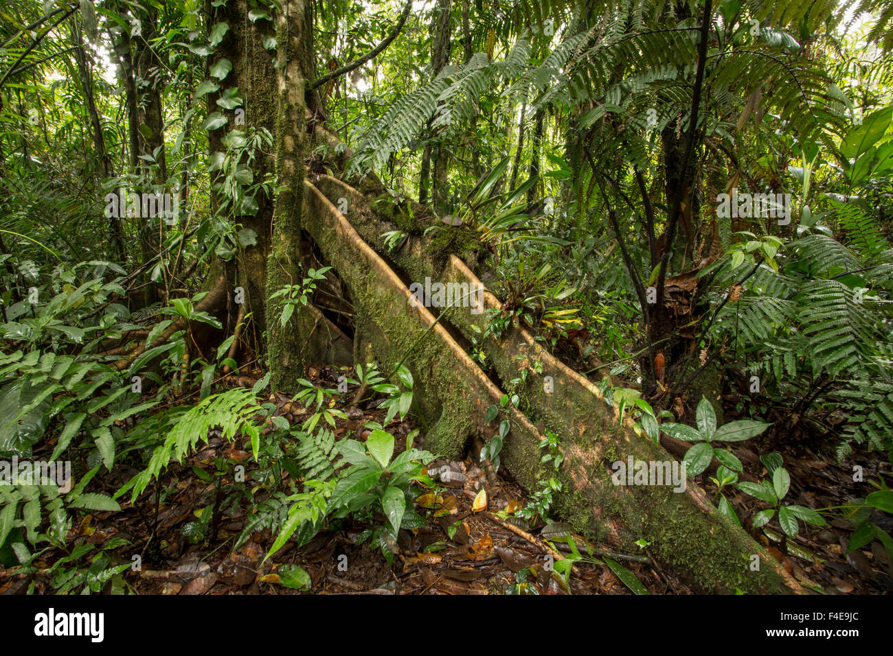 Racine d'arbre saillants, Costa Rica Banque D'Images