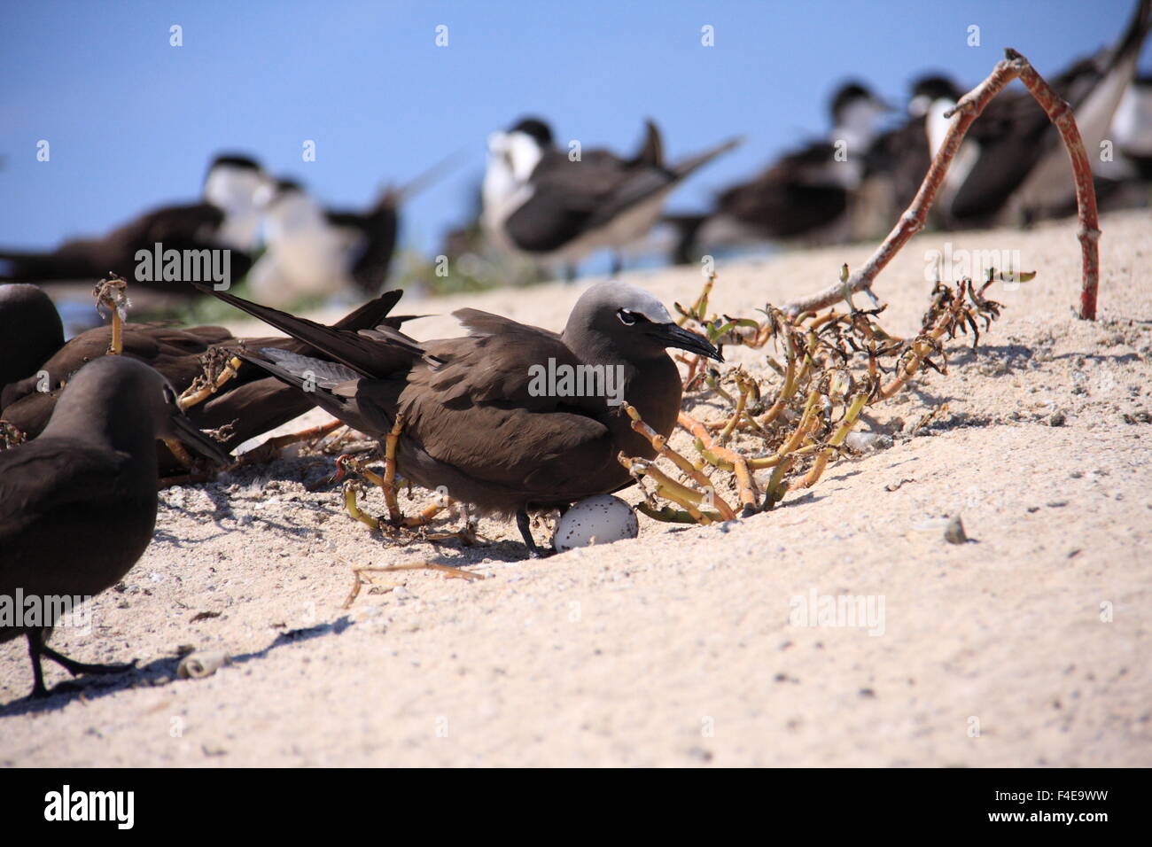 Ou commune noddi brun (Anous stolidus) en Australie Banque D'Images
