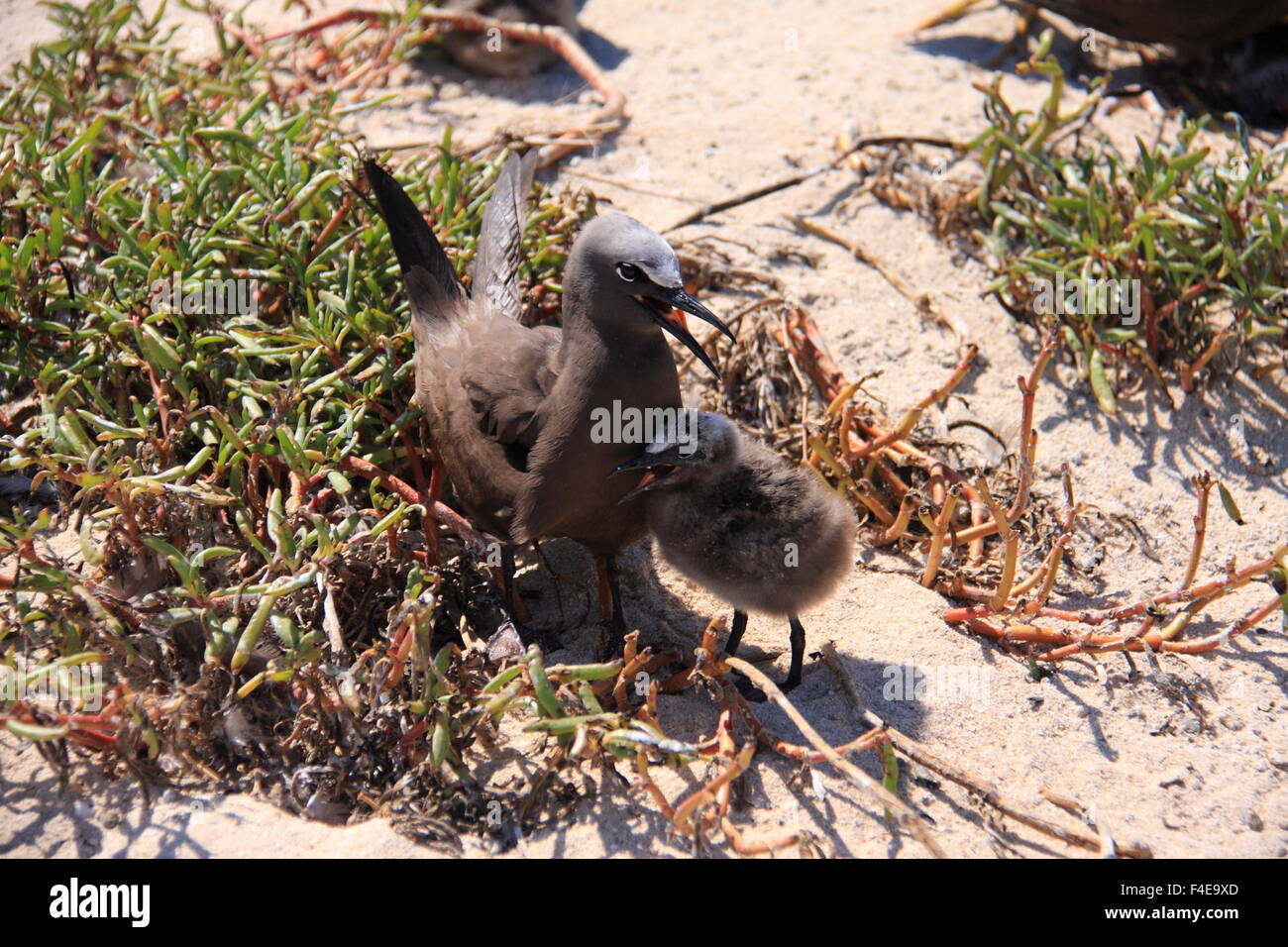 Ou commune noddi brun (Anous stolidus) en Australie Banque D'Images
