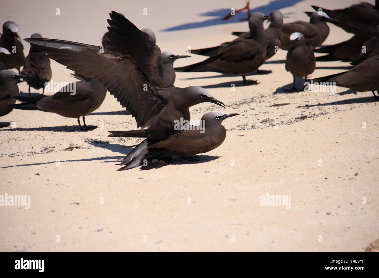 Ou commune noddi brun (Anous stolidus) en Australie Banque D'Images
