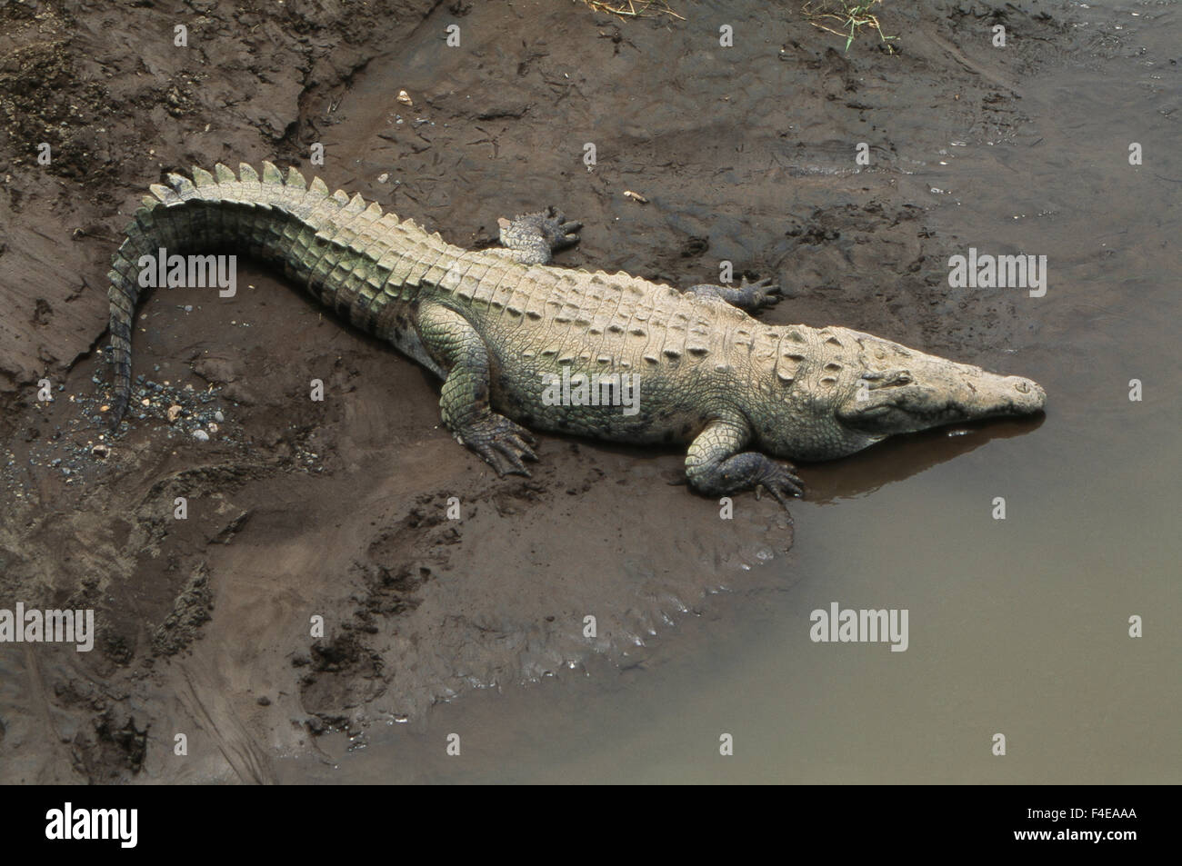 Costa Rica, crocodile reposant sur banque d'Herradura River (Grand format formats disponibles) Banque D'Images