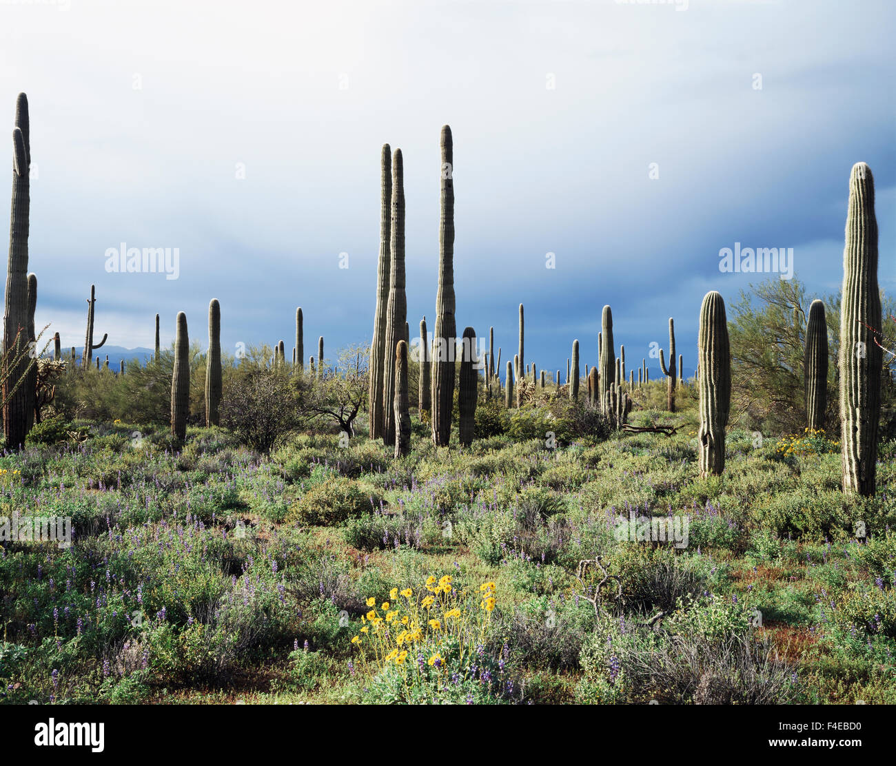 Tuyau d'orgue Monument National Cactus, Brittlebush (Encelia farinosa) et lupin (Lupinus) fleurs sauvages avec des cactus Saguaro (Carnegiea gigantea) dans un désert vert très luxuriant. Tailles disponibles (grand format) Banque D'Images