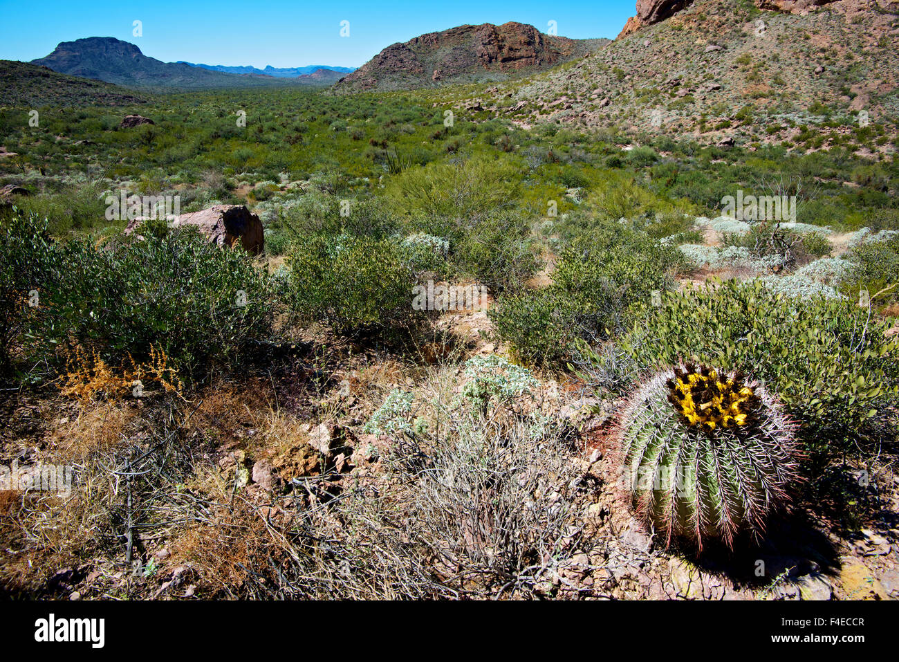 Barrel Cactus fleurit dans un désert lavage à l'Organ Pipe National Monument. Tailles disponibles (grand format) Banque D'Images