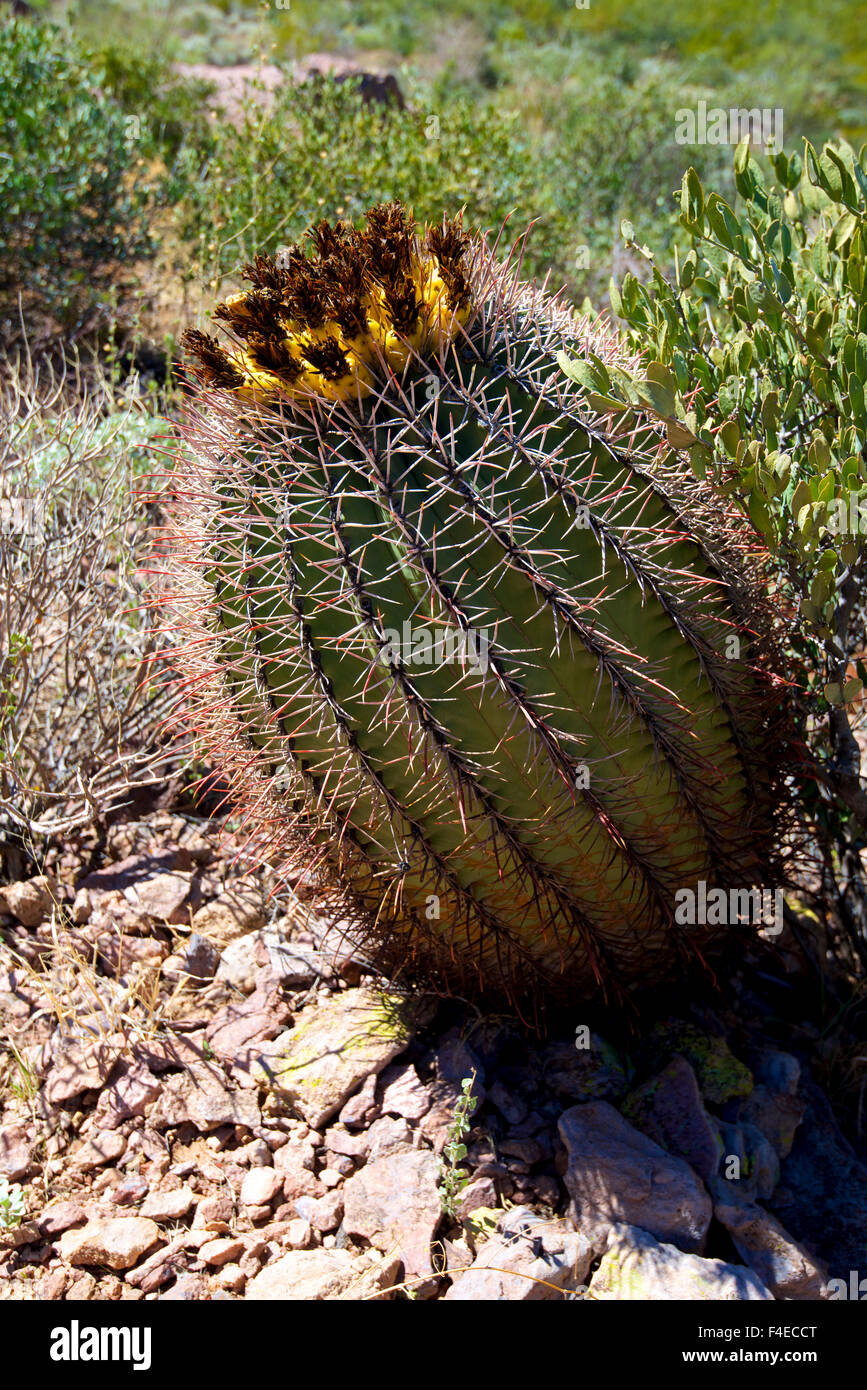 Barrel Cactus fleurit dans un désert lavage à l'Organ Pipe National Monument. Tailles disponibles (grand format) Banque D'Images