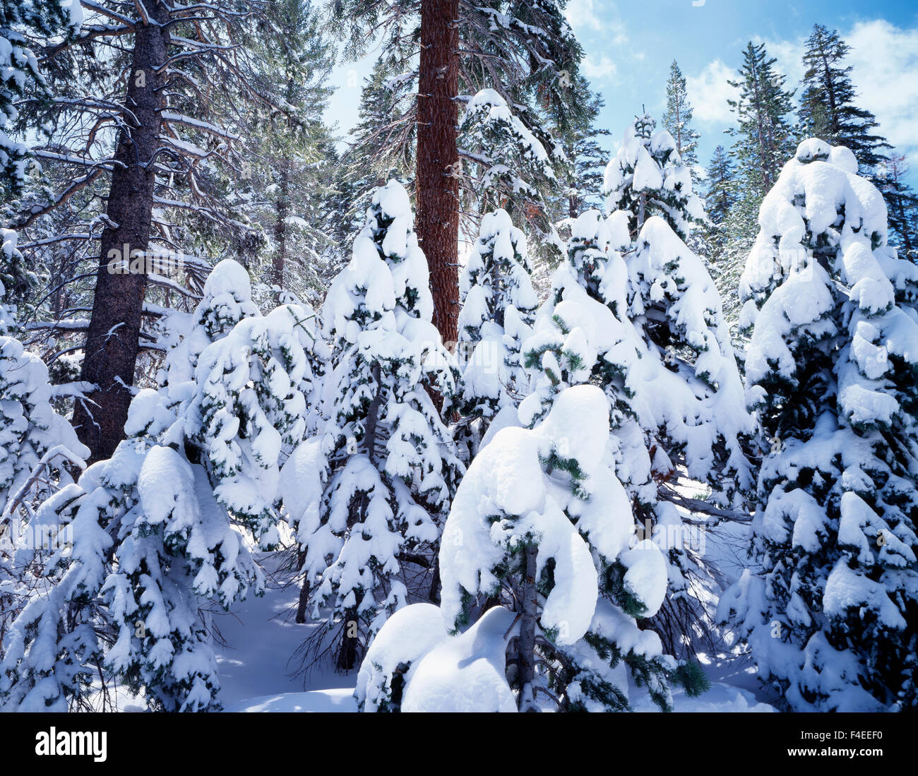En Californie, la Sierra Nevada, Inyo National Forest, Rouge couverte de neige Sapin (Abies magnifica) forêt. Tailles disponibles (grand format) Banque D'Images