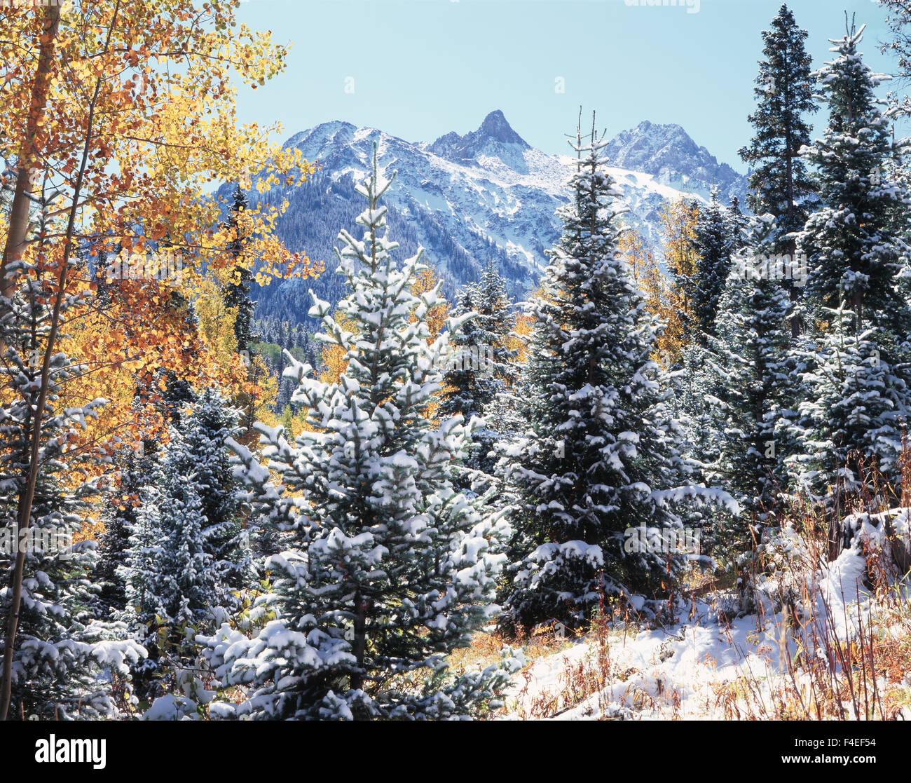 Colorado, Montagnes San Juan, première neige et couleurs d'automne de trembles (Populus tremuloides) et la forêt au-dessous d'une montagne de neige. Tailles disponibles (grand format) Banque D'Images