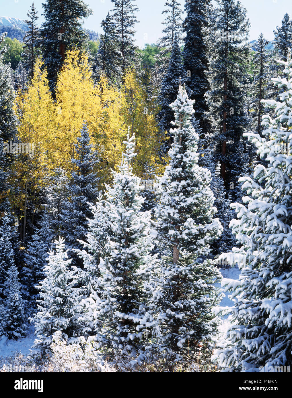 Colorado, Montagnes San Juan, Première neige dans la forêt et l'automne couleurs de trembles (Populus tremuloides). Tailles disponibles (grand format) Banque D'Images