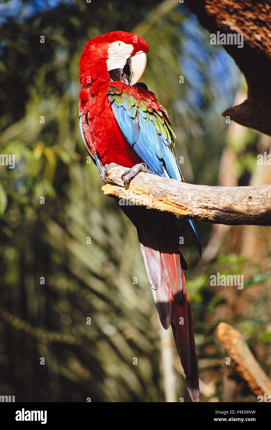 Floride, Parrot perching on branch. Tailles disponibles (grand format) Banque D'Images