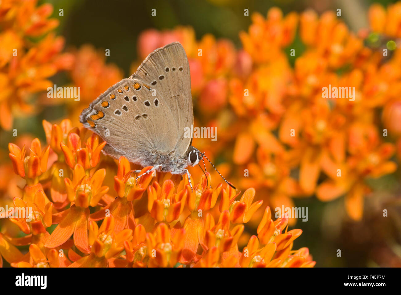 Coral Hairstreak (Satyrium titus) sur l'ASCLÉPIADE (Asclepias tuberosa) Marion Co. IL Banque D'Images