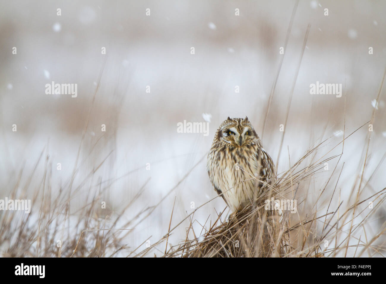 Le hibou des marais (Asio flammeus) en hiver Prairie Ridge State Natural Area, Marion, Illinois, USA. Banque D'Images