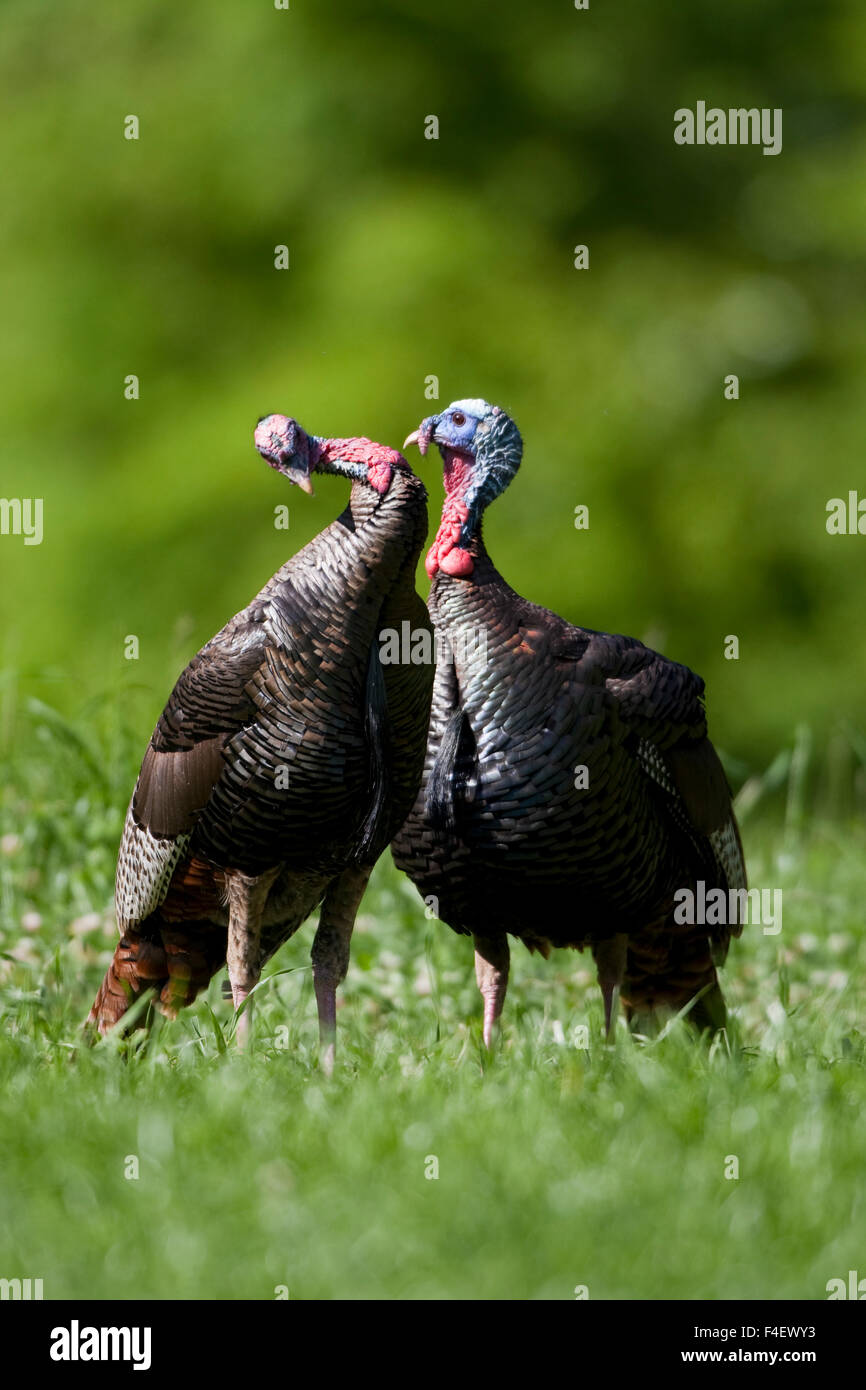 Les dindons sauvages de l'est (Meleagris gallopavo) jakes en champ, Holmes, Mississippi, USA. Banque D'Images