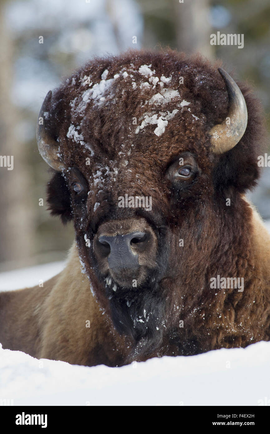 Bull Bison, hiver Banque D'Images