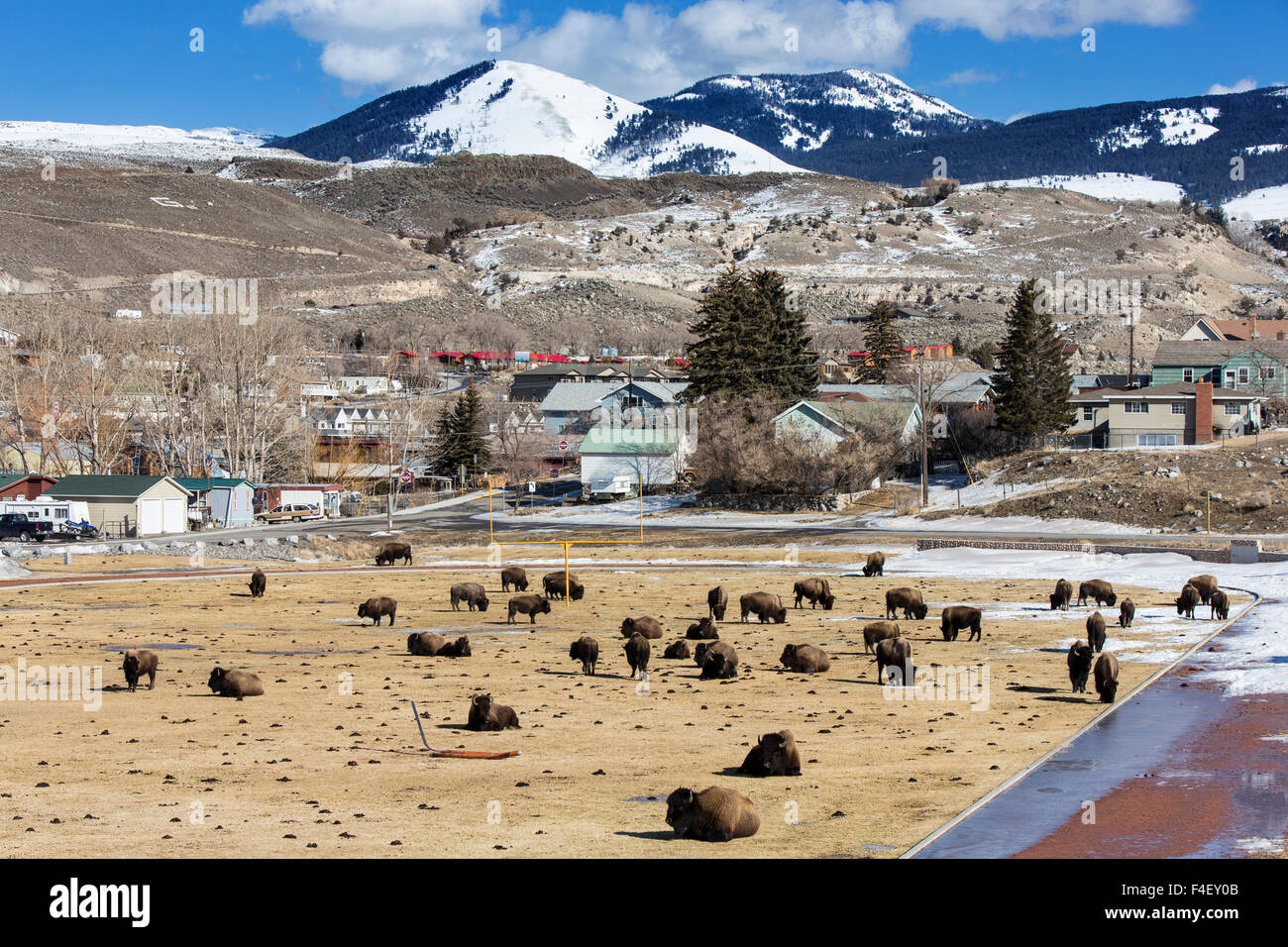 Harde de bisons prend le relais l'école secondaire terrain de football de Gardiner, Montana, USA. Banque D'Images