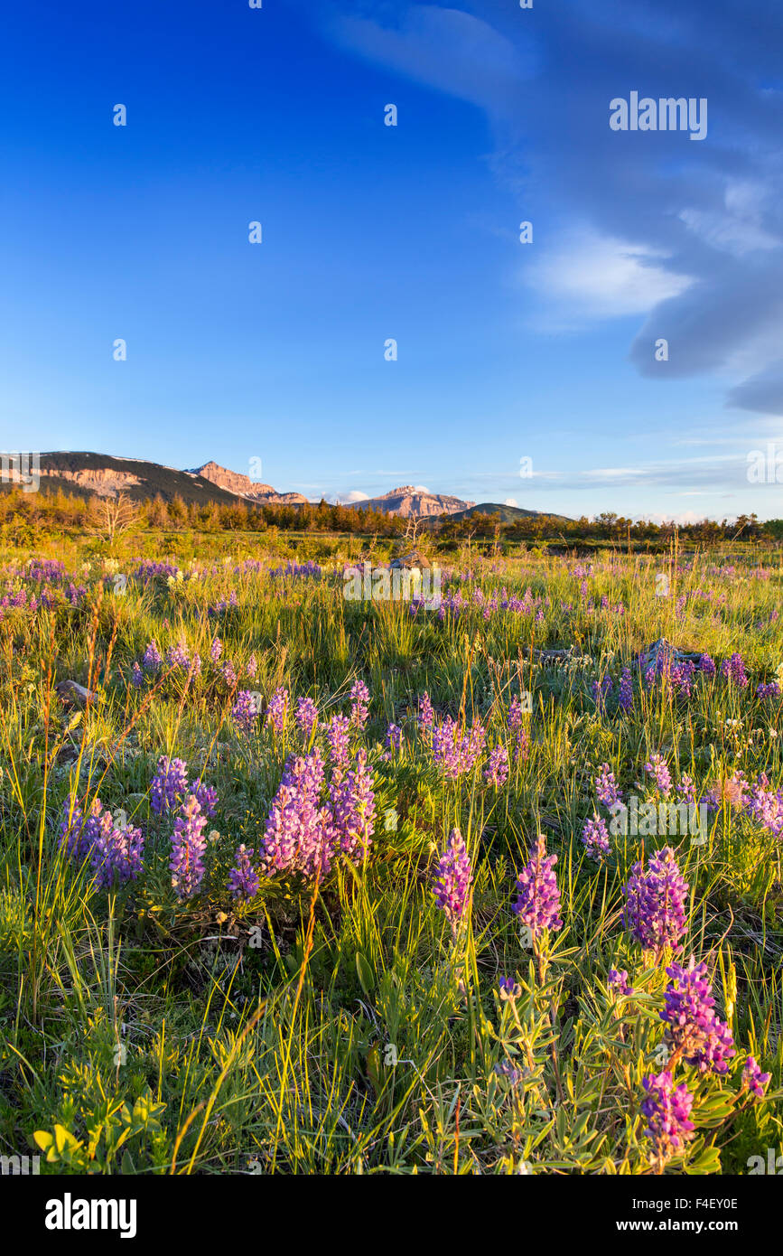 Vaste champ de fleurs sauvages le long de la Rocky Mountain Front à Blackleaf WMA, Montana, USA. Banque D'Images