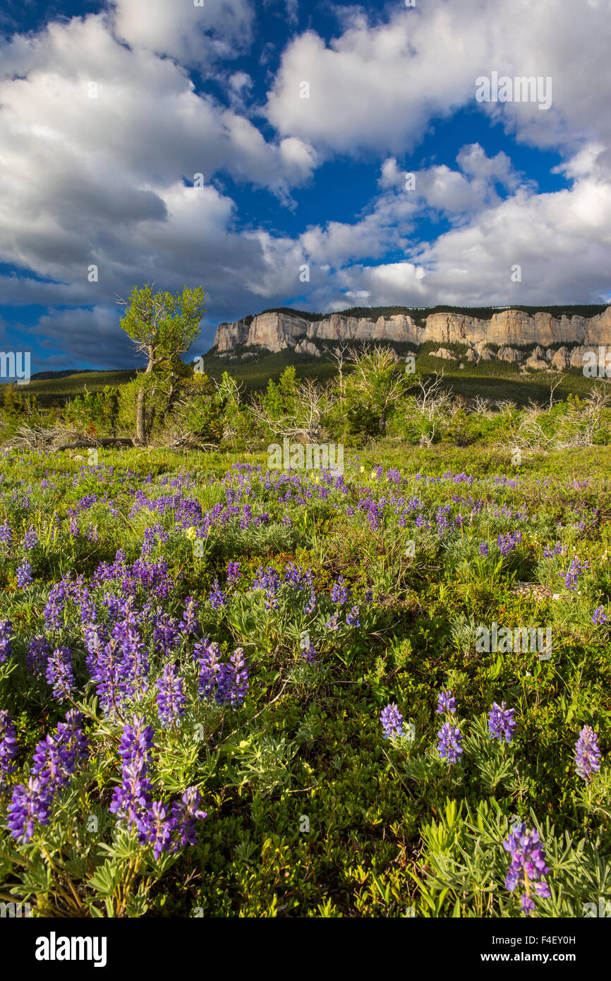 Vaste champ de fleurs sauvages le long de la Rocky Mountain Front à Blackleaf WMA, Montana, USA. Banque D'Images