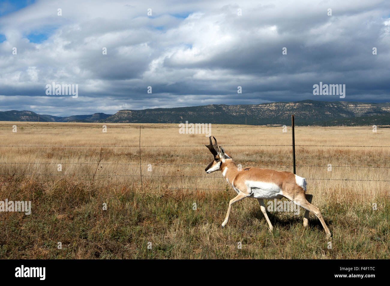 Une antilope d'Amérique (Antilocapra americana) ressemble à une clôture passage à niveau. Banque D'Images