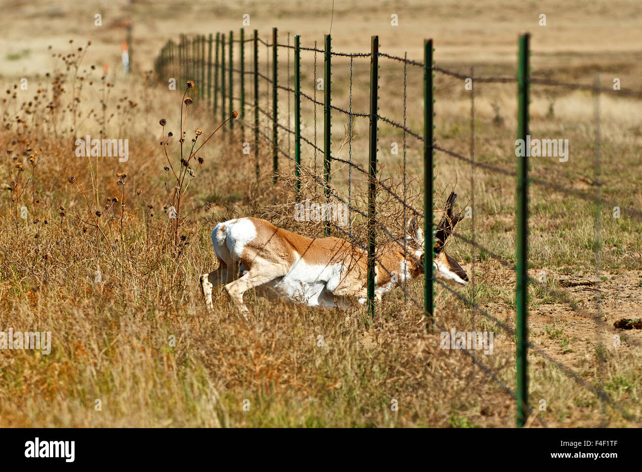 Une antilope d'argent se hisse dans le cadre d'un 5-strand barbelés pendant la migration. Banque D'Images