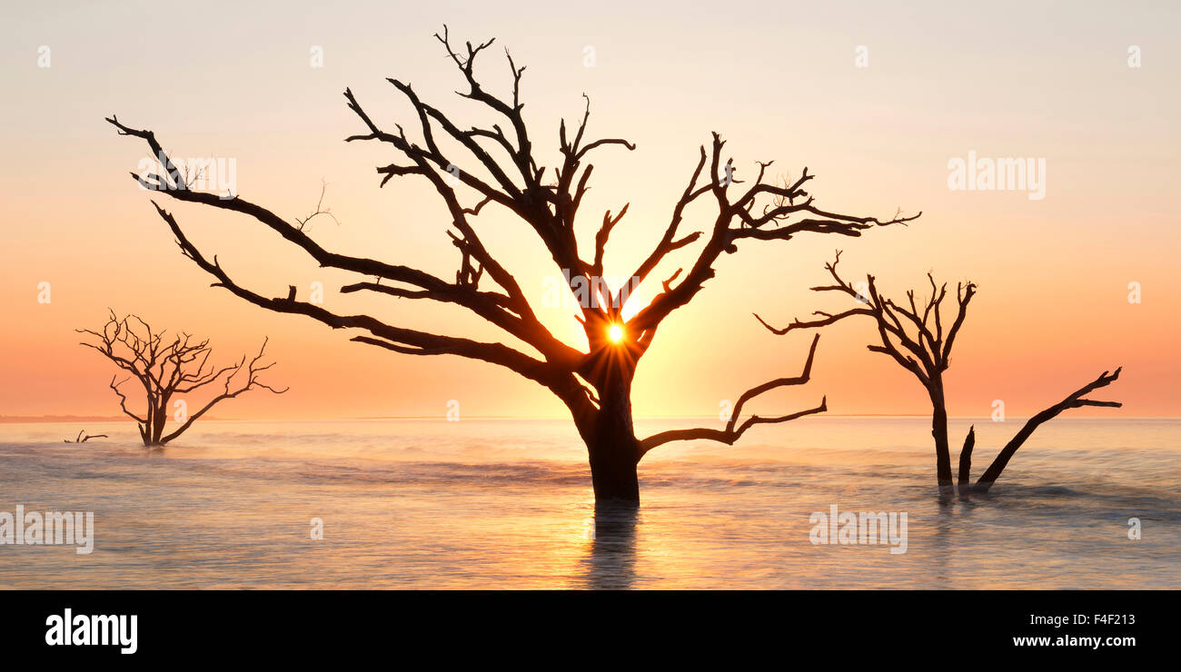 USA, Caroline du Nord. Lever du soleil à Botany Bay Plantation Heritage Preserve. En tant que crédit : Marie Bush / Jaynes Gallery / DanitaDelimont.com Tailles disponibles (grand format) Banque D'Images