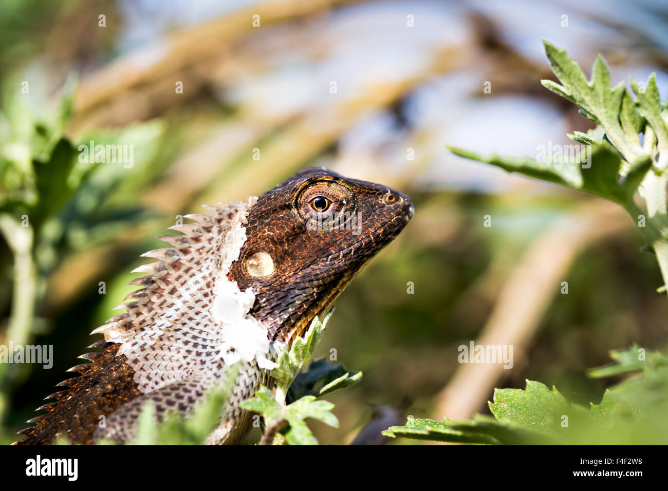 Close up of a garden lizard resting et largage épiderme sur un chrysanthème plante au soleil dans le soleil du matin Banque D'Images