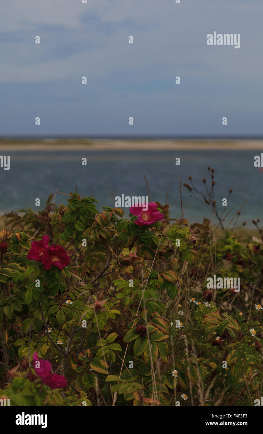 Roses sauvages sur une plage en été dans la région de Chatham, Massachusetts sur Cape Cod. Banque D'Images