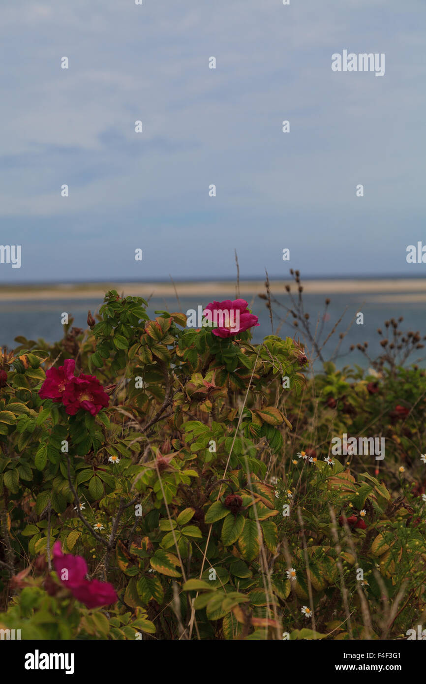 Roses sauvages sur une plage en été dans la région de Chatham, Massachusetts sur Cape Cod. Banque D'Images