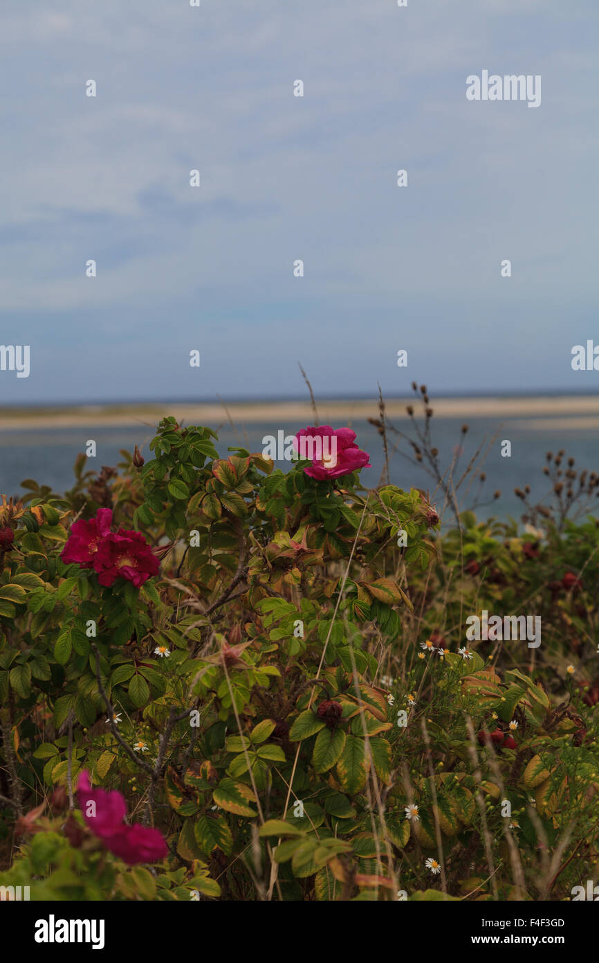 Roses sauvages sur une plage en été dans la région de Chatham, Massachusetts sur Cape Cod. Banque D'Images